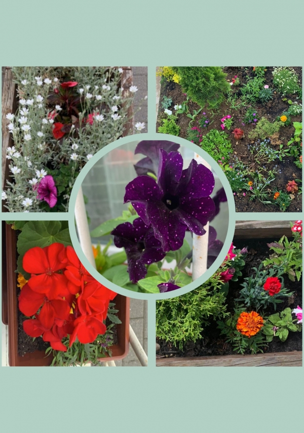 Kivirágzott a Vörösmarty